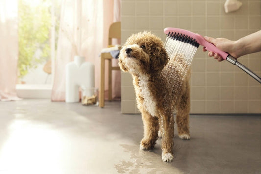 Para dus Hansgrohe DogShower pentru caini, roz